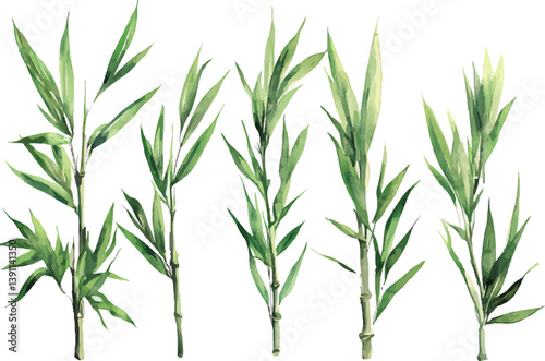 green grass isolated on white