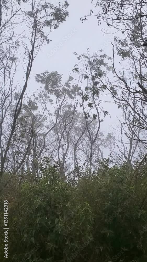 thick fog covers the slopes of Mount Sindoro