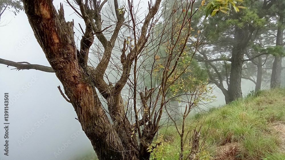 Fototapeta premium branches of a tree