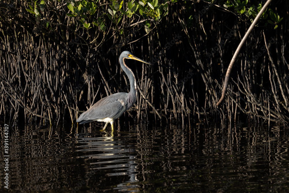 Tricolored heron hunting in Mangrove Tricolored heron hunting in Mangrove