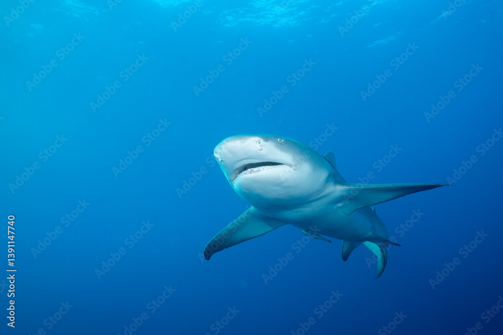 Fototapeta premium Lemon shark at ocean surface