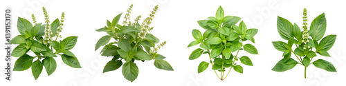 Holy basil ocimum sanctum isolated on a transparent background.