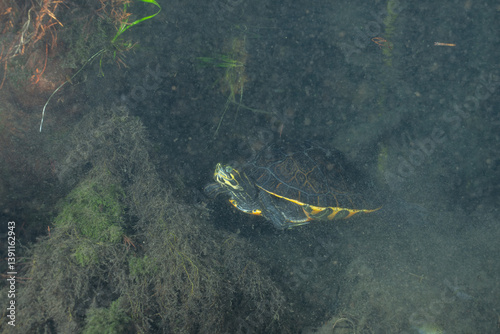 Suwannee cooter in a dark spring photo