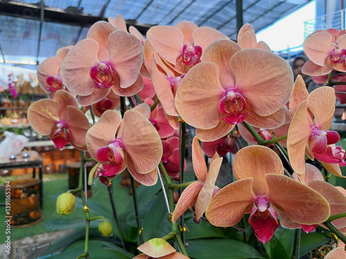 The orange moon orchid flowers are in full bloom