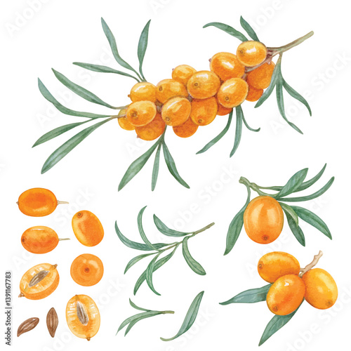 Vector element of Sea buckthorn with hand draw watercolor isolated on transparent background (Eps file)