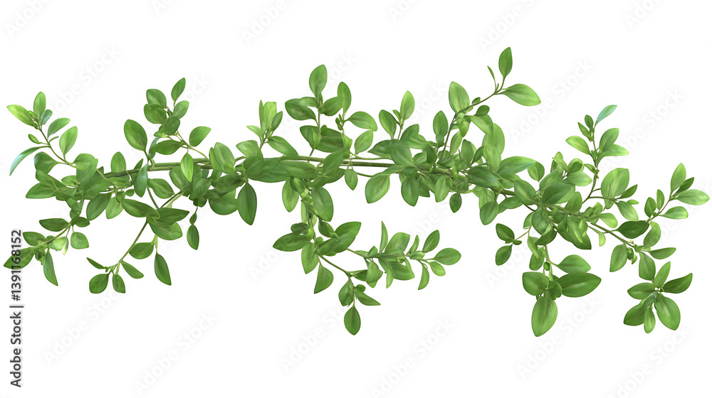 Climbing vine foliage on white background Climbing vine foliage on white background