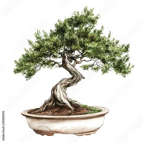 Juniper Bonsai, watercolor illustration, isolated on a white background.

