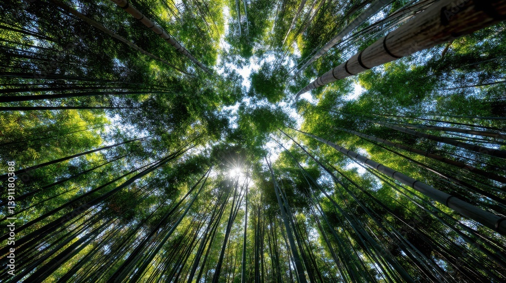 Bamboo Forest Stalks and Leaves Viewed from Below Bamboo Forest Stalks and Leaves Viewed from Below