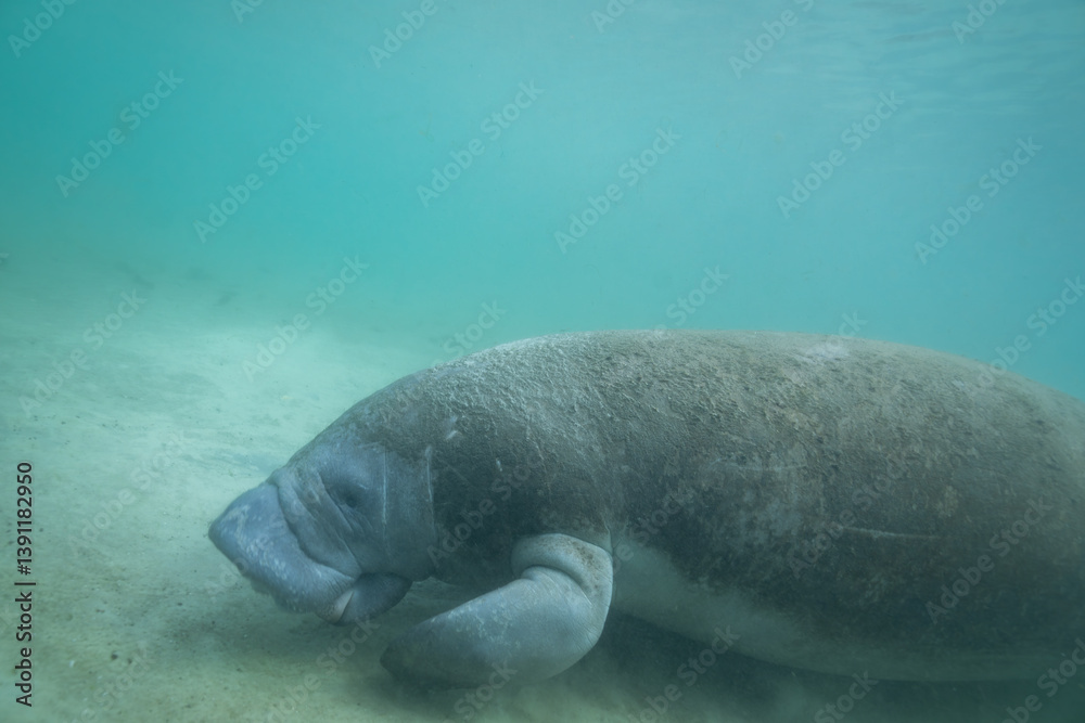 Naklejka premium Manatee foraging in bottom of spring