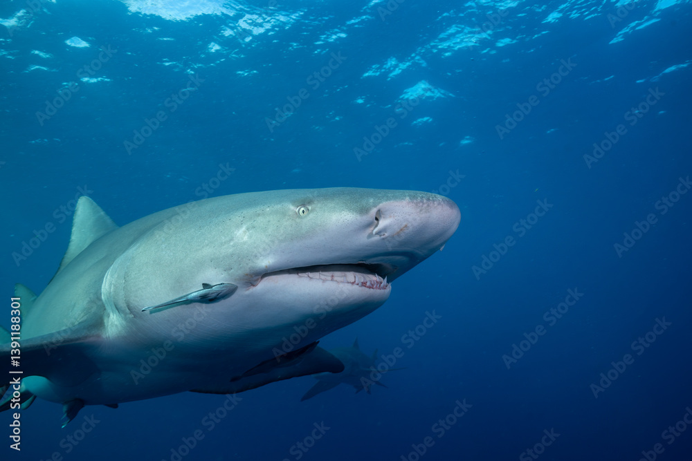 Lemon shark at ocean surface Lemon shark at ocean surface