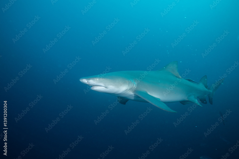 Lemon shark in the open ocean Lemon shark in the open ocean