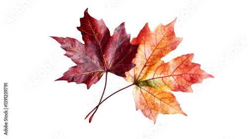 autumn maple leaves on transparent background