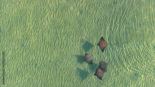 Eagle rays ocean swimming wild wildlife australia beautiful animal