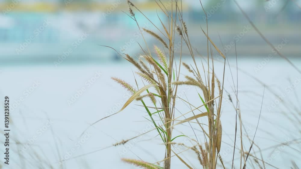 Wild Grass Flowers Swaying in Strong Wind Wild Grass Flowers Swaying in Strong Wind