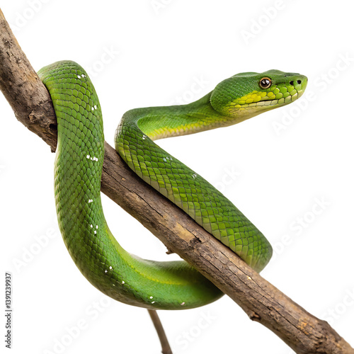 A Green Tree Snake Wrapping Around a Branch, Mid-Motion, Detailed Close-Up