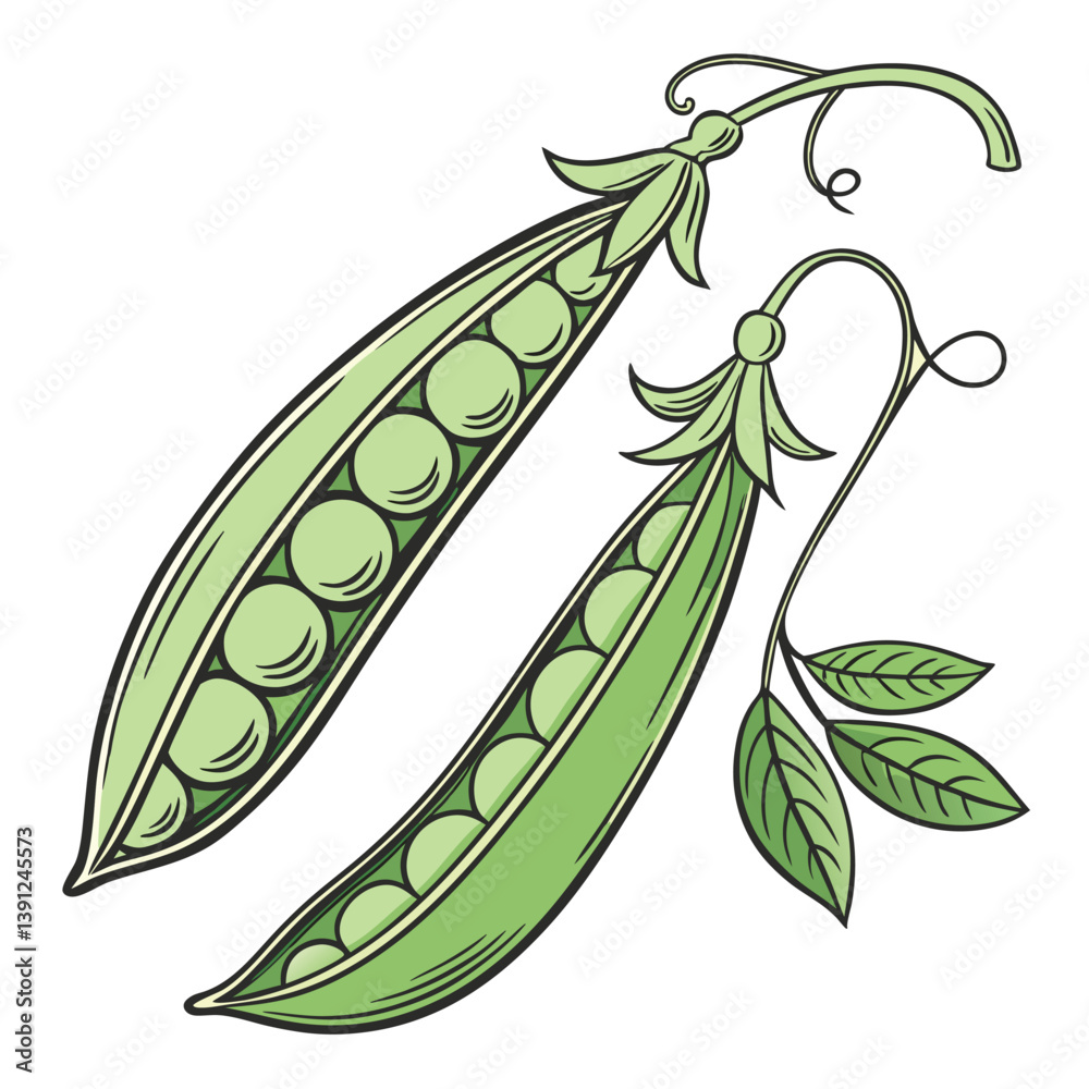 Ervilha em vagem, alimento saudável. Saúde à mesa, Verde, verduras. Isolado em fundo branco 