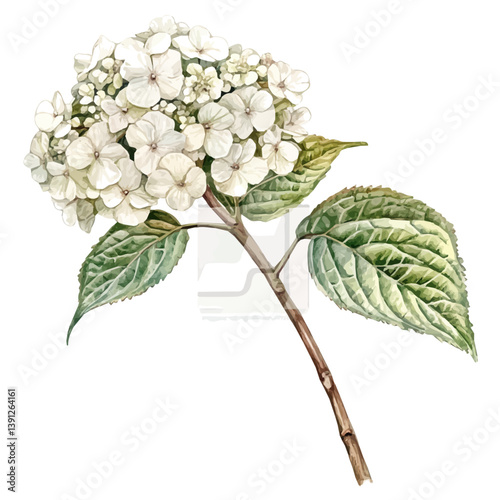 Hydrangea branch, watercolor illustration, isolated on a white background.

