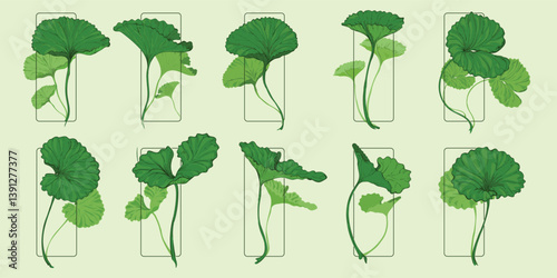 A set of hand drawn illustrations of gotu kola leaves in different shapes isolated in frames. gotu kola or pennywort. vecor illustration