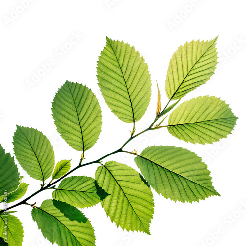 Green Leaf Branch with Natural Texture – Transparent PNG