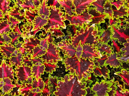 A spread of Coleus Terrascape Queen with vibrant red, burgundy, and lime green leaves