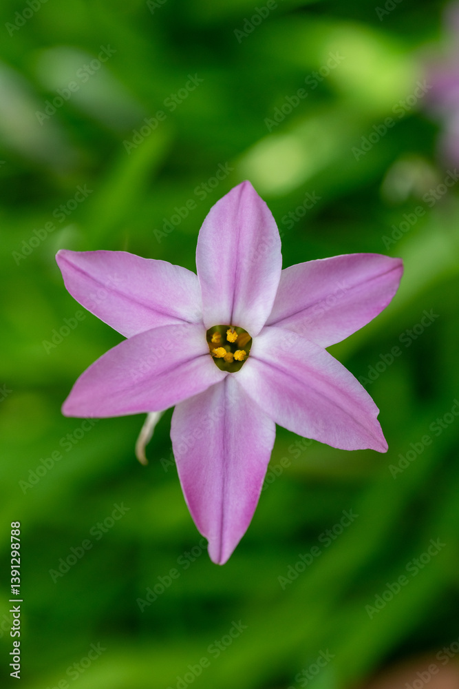 Full blooming of spring starflower (Ipheion uniflorum) in Japan in early spring