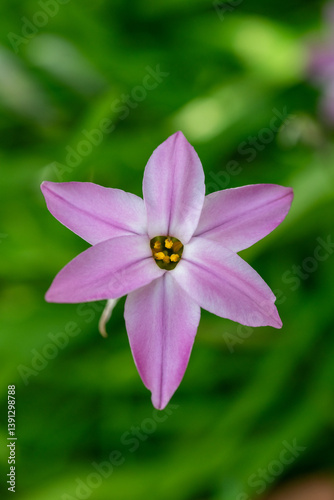 Obraz na płótnie Full blooming of spring starflower (Ipheion uniflorum) in Japan in early spring w salonie