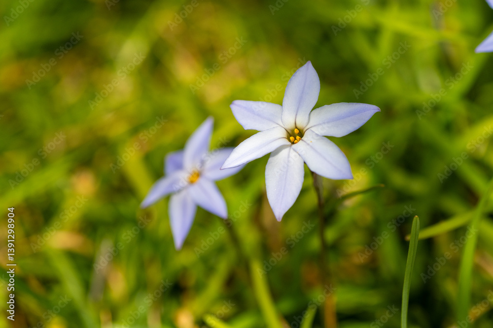Full blooming of spring starflower (Ipheion uniflorum) in Japan in early spring