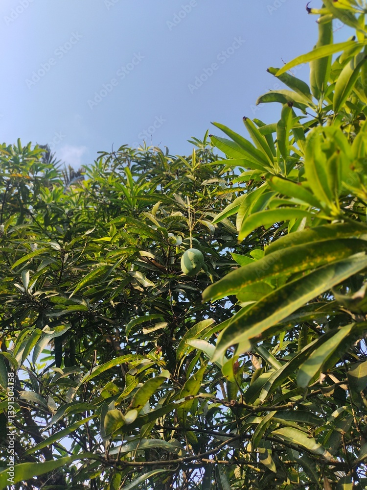 green leaves on a tree green leaves on a tree
