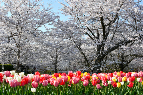 Wallpaper Mural 桜とカラフルなチューリップ Torontodigital.ca