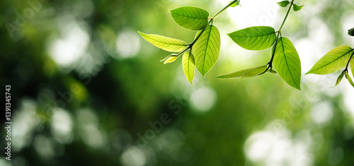 Fototapeta Naklejka Na Ścianę i Meble -  Fresh light green spring leaves and spring green background in the forest