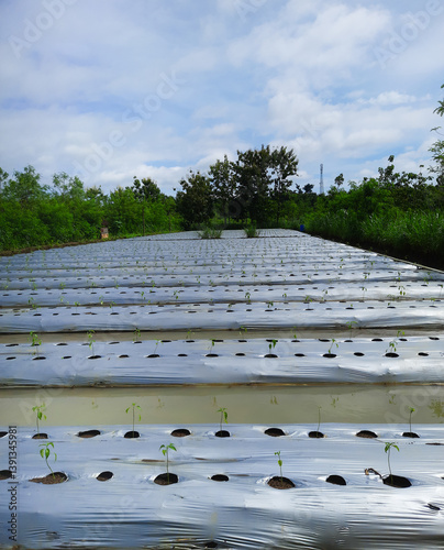 A rustic agricultural field, neatly readied for chili planting