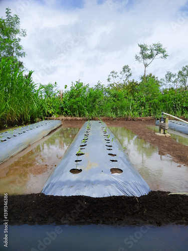 Close-up of a rustic agricultural field, neatly readied for chili planting