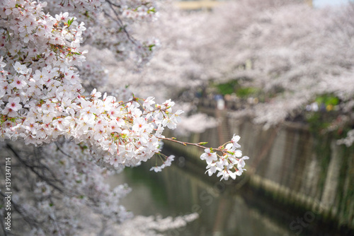 東京都 目黒川の桜