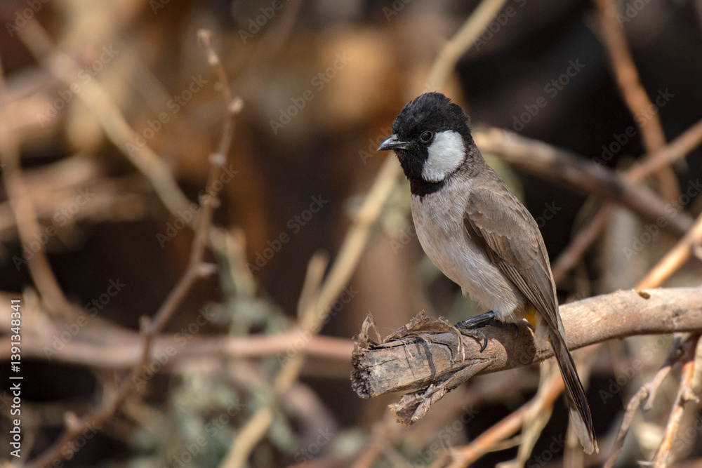White Eared Bulbul Resting in Shade at Rann of Kutch, Gujarat