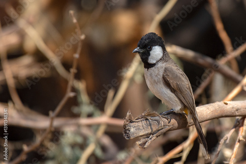 Obraz na płótnie White Eared Bulbul Resting in Shade at Rann of Kutch, Gujarat w salonie