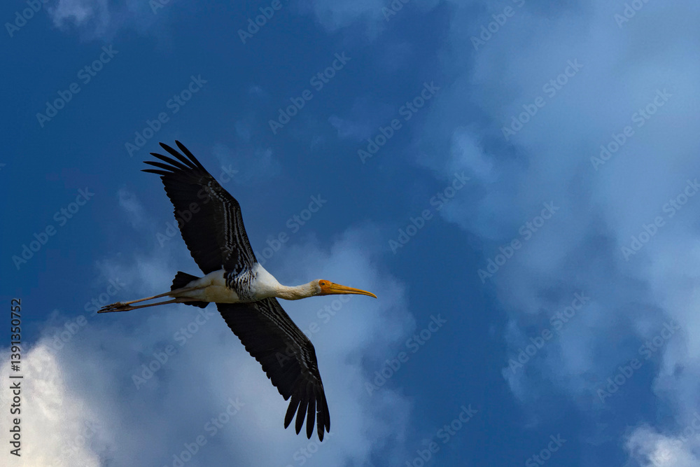 Painted Stork in Flight Over Rann of Kutch Wetlands at Daytime