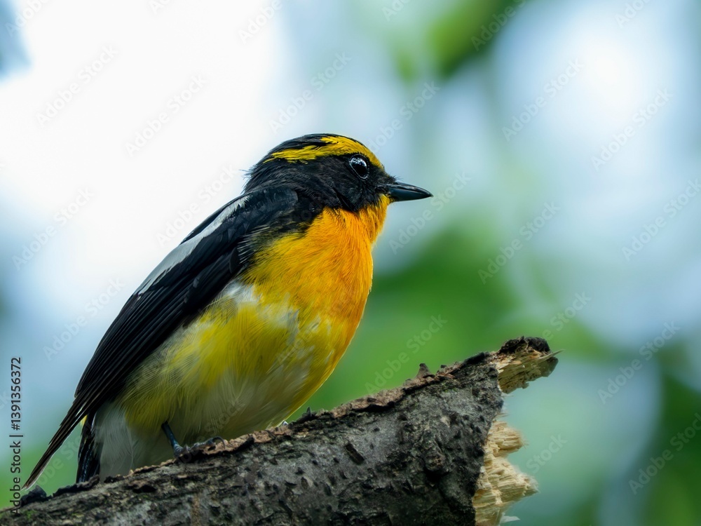 Fototapeta premium 森の暗い木陰で周りを見渡しているキビタキ