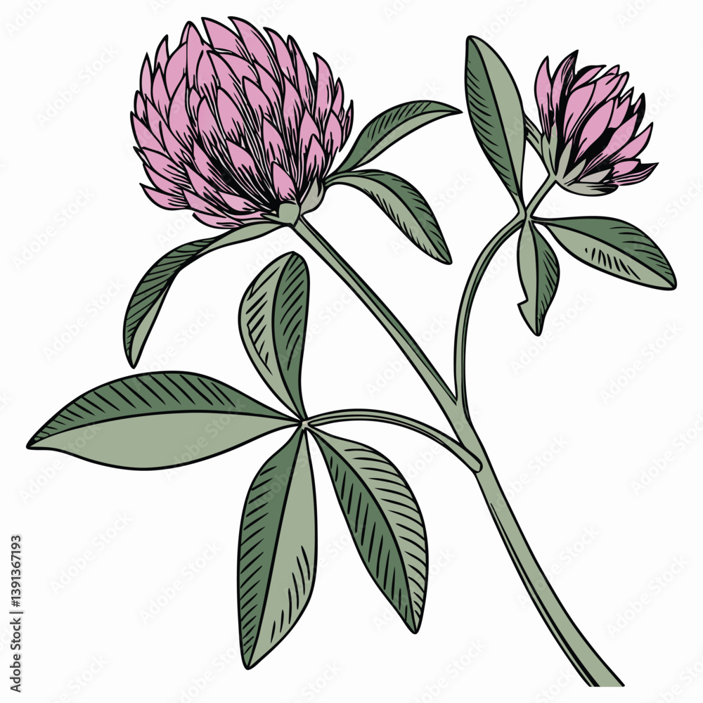 flor-de-trevo-vermelho--trifolium-pratense--flor