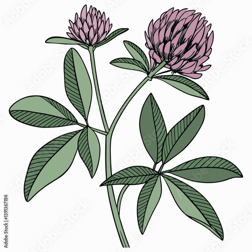 flor-de-trevo-vermelho--trifolium-pratense--flor