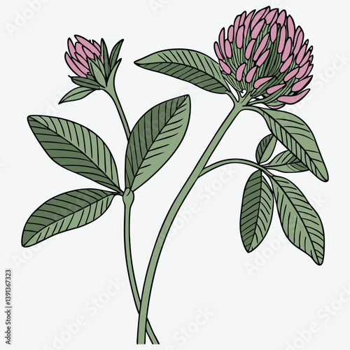 flor-de-trevo-vermelho--trifolium-pratense--flor