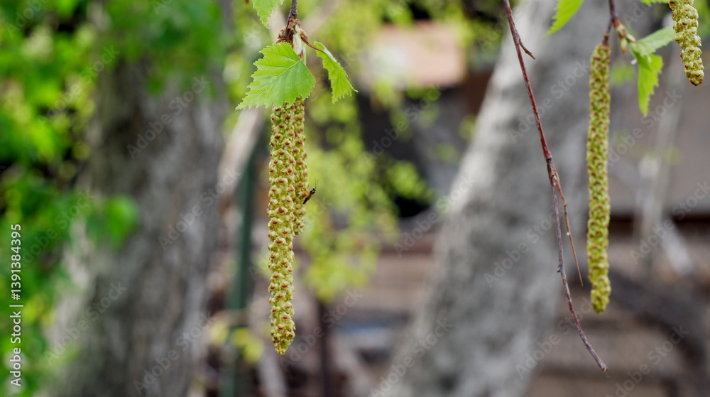 Obraz premium Spring has come, the birch has blossomed.