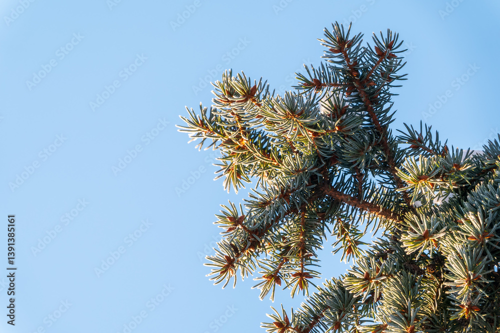 Green spruce branches with needles and cones against a blue sky in winter. Many cones on spruce. Fir tree. Green spruce branches with needles and cones against a blue sky in winter. Many cones on spruce. Fir tree.