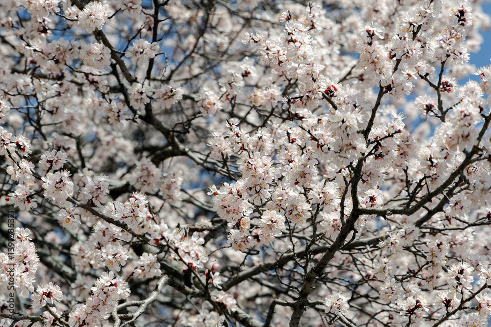 Many small white flowers of blossoming apricot tree Many small white flowers of blossoming apricot tree