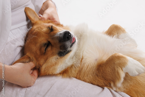 Tableau sur toile Corgi dog resting on lap with eyes closed, feeling happy and calm while receiving gentle massage