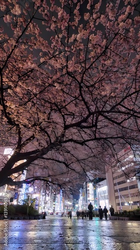 Cherry blossom tree in full bloom at night over a wet city street, with glowing neon lights and people walking under the petals in an urban Japanese setting.