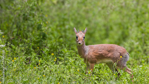 A Kirk dik-dik in bushes and grass in Serengeti National park. Tanzania