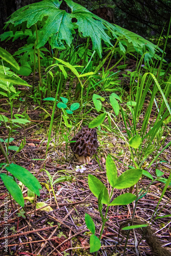 Morel mushroom growing on the forest floor