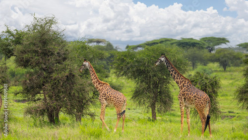 Two Giraffes at Serengeti National park in Tanzania.