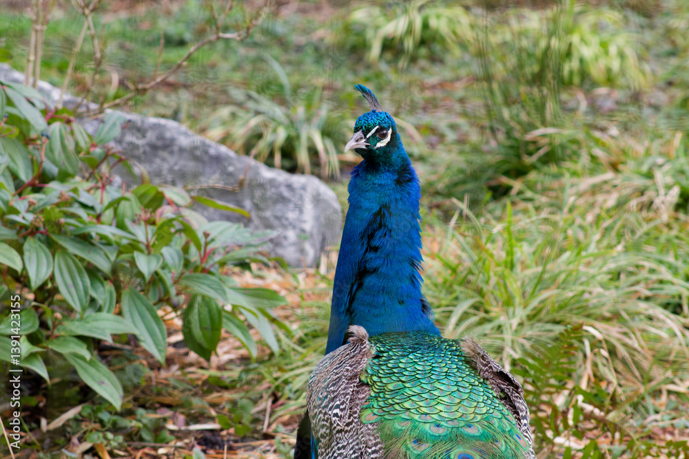 Obraz premium Vibrant Peacock in Natural Setting