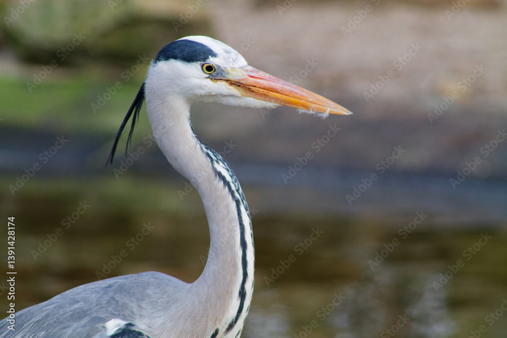 Close-up of a Heron by the Water Close-up of a Heron by the Water